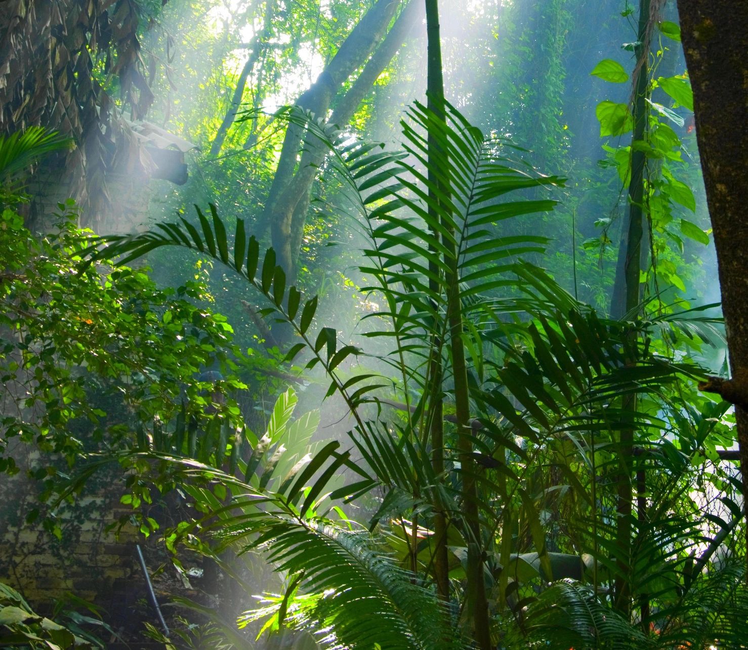 Sunlight streaming through forest canopy